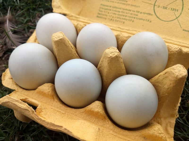 Kačacie vajíčka Od šťastnej kačky 6ks