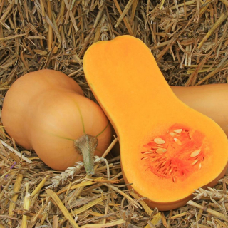 Tekvica maslová Waltman Butternut 10ks semiačok
