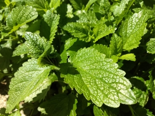 Medovka lekárska 80gr (čerstvá vňať)