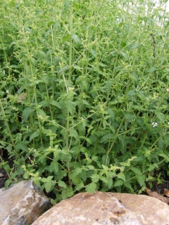 Mäta jahodová BIO 50gr (čerstvá vňať)