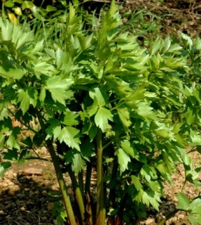 Ligurček lekársky "Vegeta" 80gr (čerstvá vňať)