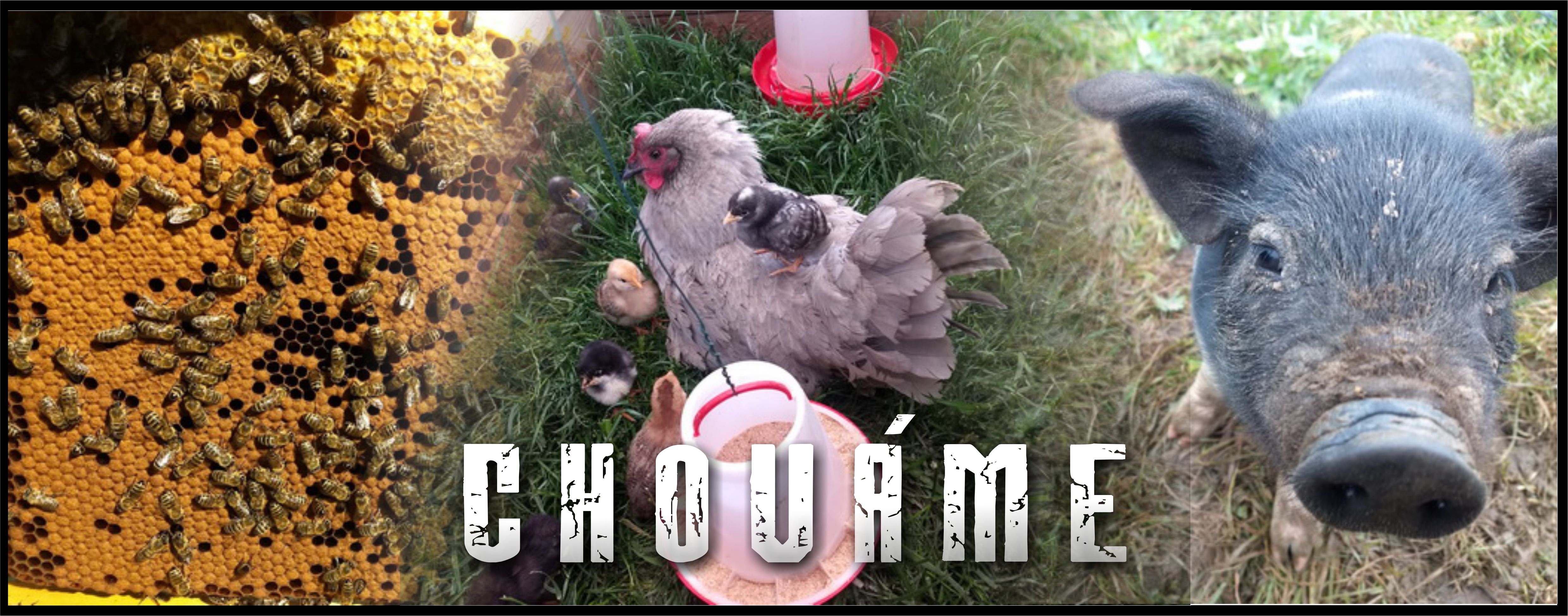 chovame-2.jpg
